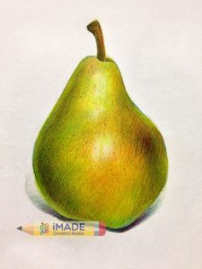 realistic-colour-pencil-drawing-pear-imade