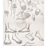 Design Foundation Course Human Anatomy feet