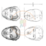 Design Foundation Course Human face study smart worksheet